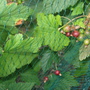 Garden_may_2008_-_06