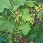 Garden_may_2008_-_07