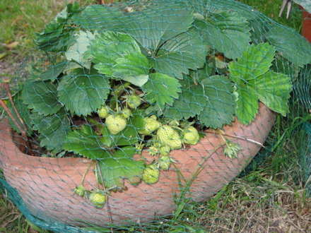 Strawberries