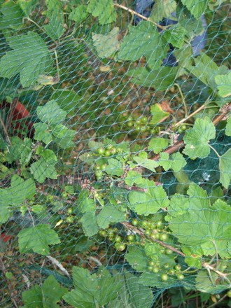 Blackcurrents may 2008
