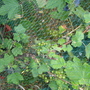 Garden_may_2008_-_09