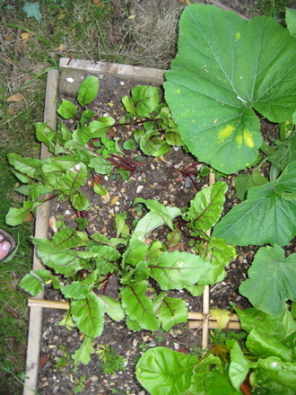 Beetroot