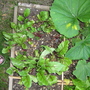 Beetroot