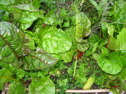 Swiss Chard-Bright Lights (May 2008)