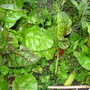 Swiss Chard-Bright Lights (May 2008)