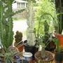 Cactus_1