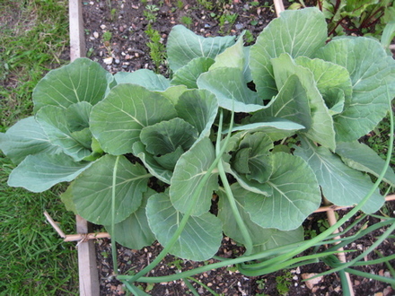 Cabbages may 2008