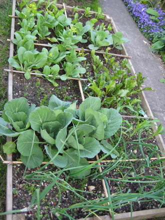 Veg Plot 1