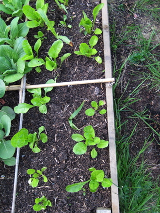 Spinach may 2008