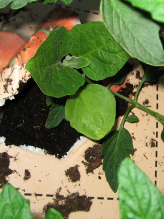 Aubergine May 2008