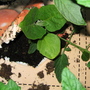 Garden_may_2008_-_18