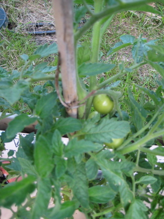 Tomato plants may 2008