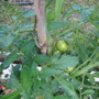 Garden_may_2008_-_20