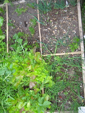 Leeks and Onions, lettuce, carrots