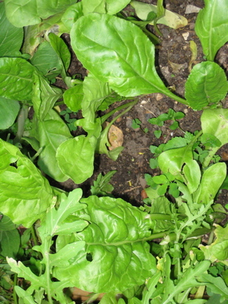 Spinach may 2008