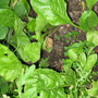 Garden_may_2008_-_23