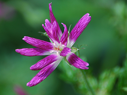 Geranium x oxonianum 'Thurstonianum' (Geranium x oxonianum  'Thurstonianum')