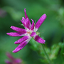 Geranium x oxonianum 'Thurstonianum' (Geranium x oxonianum  'Thurstonianum')