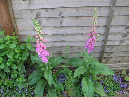Foxgloves may 2008