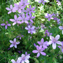 Geranium asphodeloides 'Prince Regent' (Geranium asphodeloides Prince Regent)