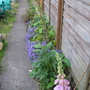 Garden_may_2008_-_25