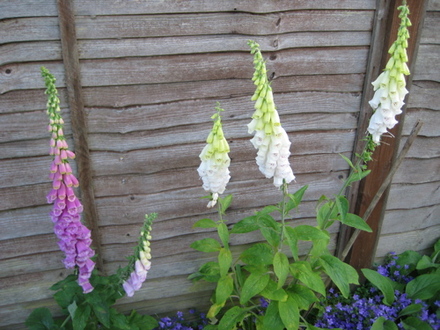 Foxgloves may 2008