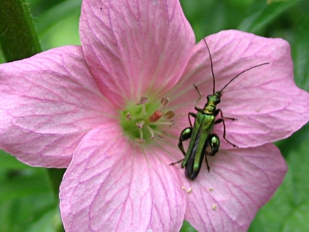 Flower Beetle (Geranium x oxonianum A.T.Johnson)
