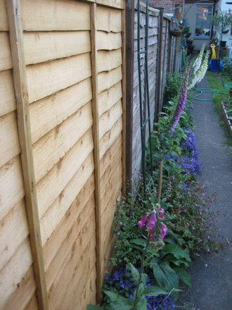 foxgloves_may_2008