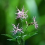 Ragged Robin (Lychnis flos-cuculi (Ragged robin))