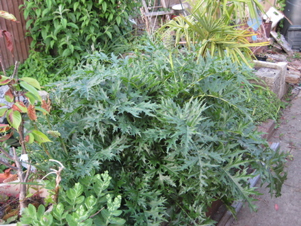Acanthus Mollis_may_2008_-_29.jpg (Acanthaceae)