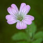 Geranium gracile (Geranium gracile)