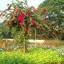 Bombay bougainvilleas