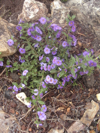 Solanum (Solanum rantonnetii)