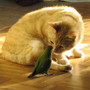 Cheeky Yoshi...doesn't know from cats!!  