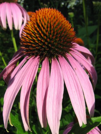 Checkout the lovely green creature peeking through the petals...