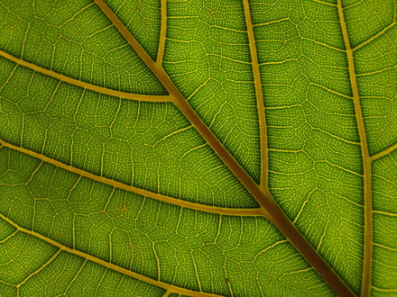 fiddle ficus