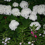 June08_033.HYDRANGEA ARBORESCENS