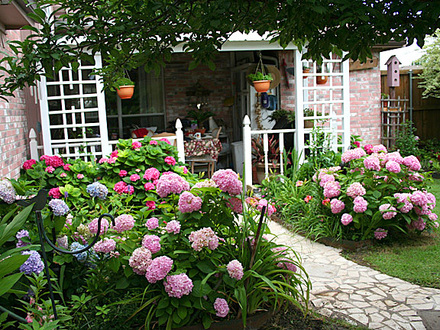 June08_041.HYDRANGEA MACROPHYLLA