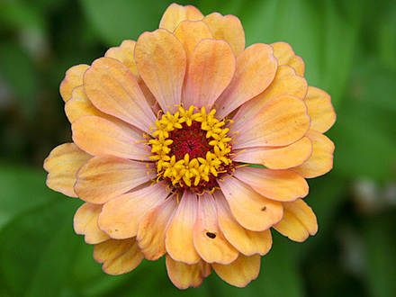 June08_045.ZINNIA