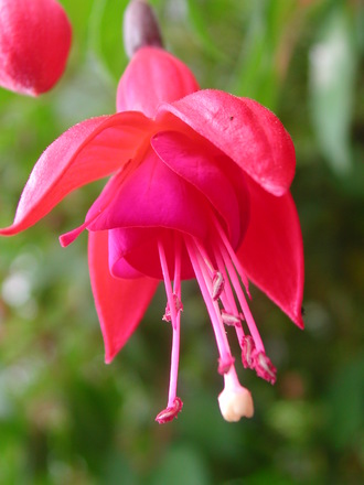 Fuchsia (Fuchsia)