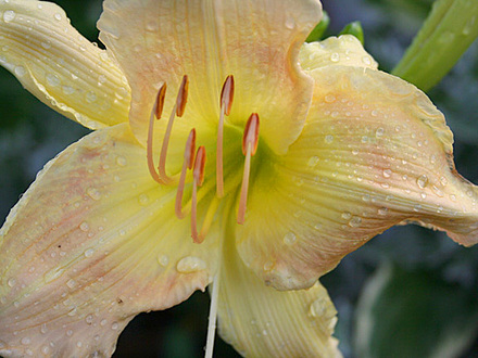 June08_060.DAYLILIES