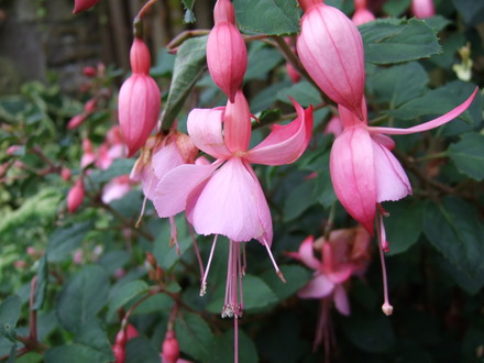 Fuchsias (Fuchsia)