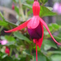Fucshia_2