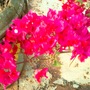 more bougainvilleas