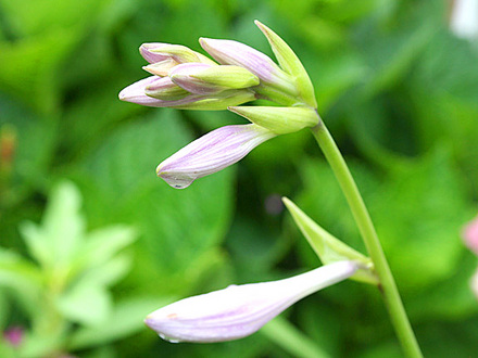 June08_088.HOSTAS