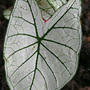 June08_097.WHITE CALADIUM