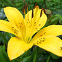 June08_100.ORIENTAL HYBRID LILIES