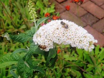 butterfly bush (Buddleja davidii (Butterfly bush))