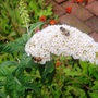 Garden_2007_023