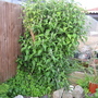 Garden_may_2008_-_32